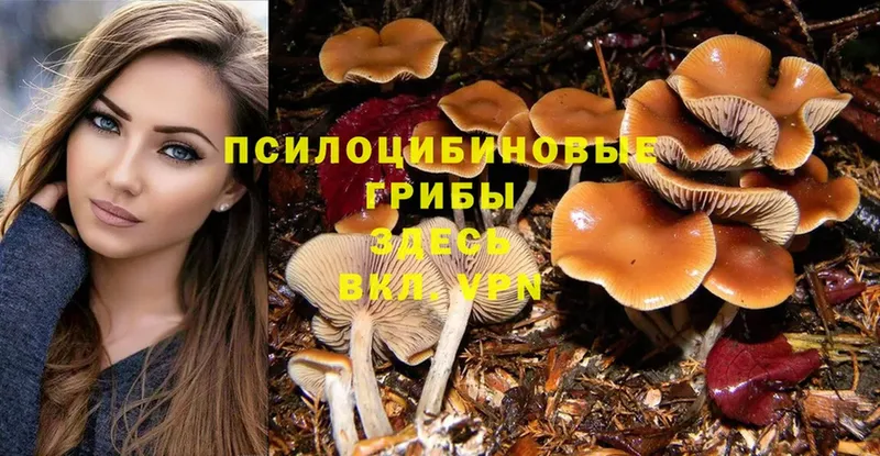 мега как войти  Краснознаменск  Галлюциногенные грибы MAGIC MUSHROOMS 